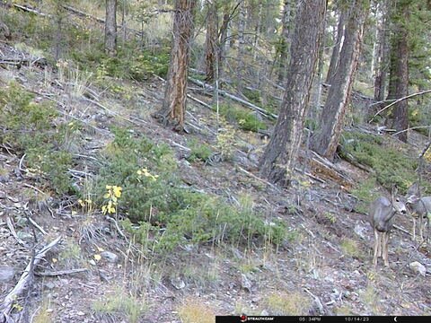 Trail camera frame taken 14 October 2023 at 17:34