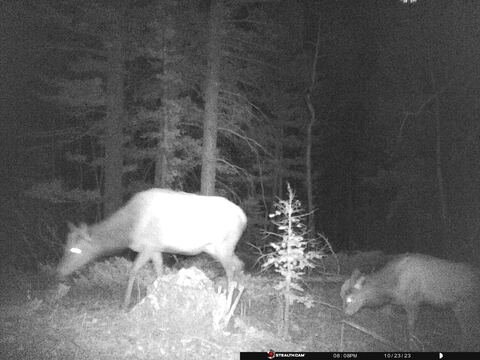 Trail camera frame taken 23 October 2023 at 20:08