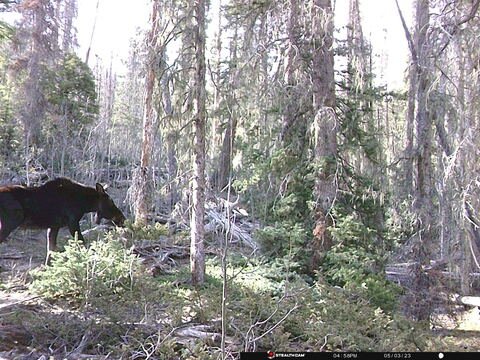 Trail camera frame taken 3 May 2023 at 16:58