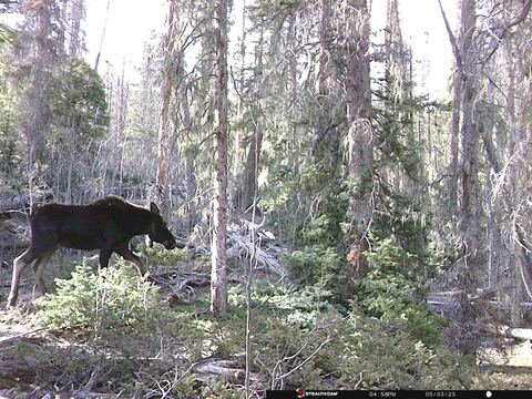 Trail camera frame taken 3 May 2023 at 16:58
