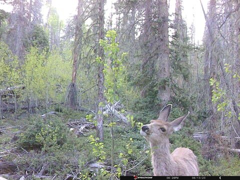 Trail camera frame taken 13 June 2023 at 18:26