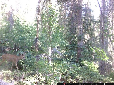 Trail camera frame taken 11 July 2023 at 08:07