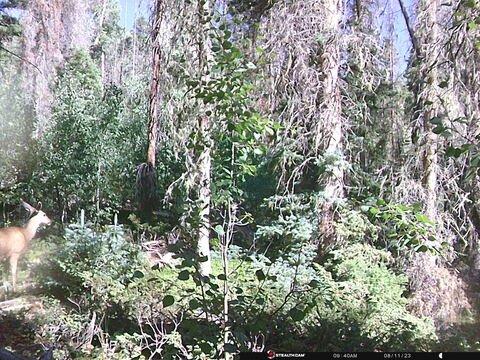 Trail camera frame taken 11 August 2023 at 09:40