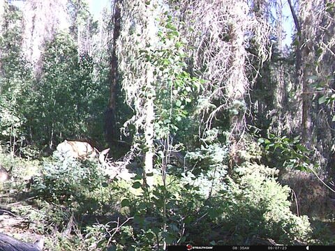 Trail camera frame taken 7 September 2023 at 08:36