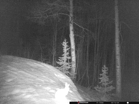 Trail camera frame taken 12 April 2025 at 01:54