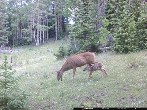 Trail camera frame taken 27 June 2025 at 11:22