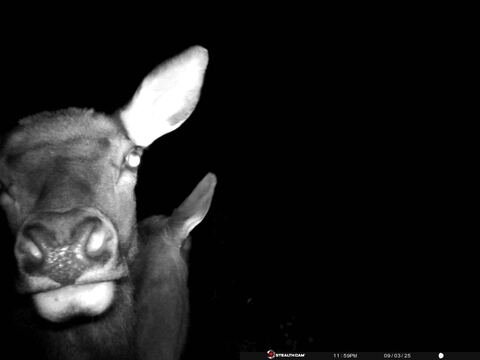 Trail camera frame taken 3 September 2025 at 23:59