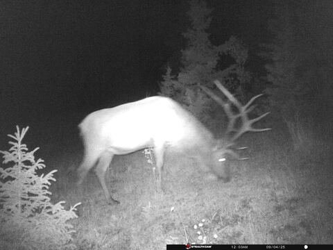 Trail camera frame taken 4 September 2025 at 00:03