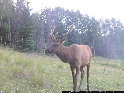 Trail camera frame taken 31 July 2025 at 17:57