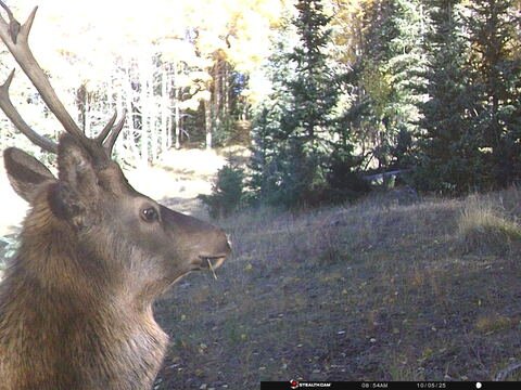 Trail camera frame taken 5 October 2025 at 08:54