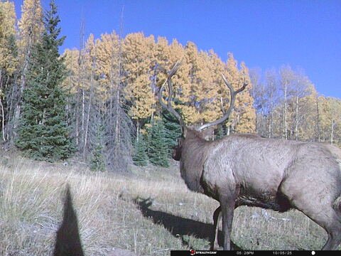 Trail camera frame taken 5 October 2025 at 17:28