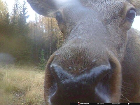 Trail camera frame taken 10 October 2025 at 17:30