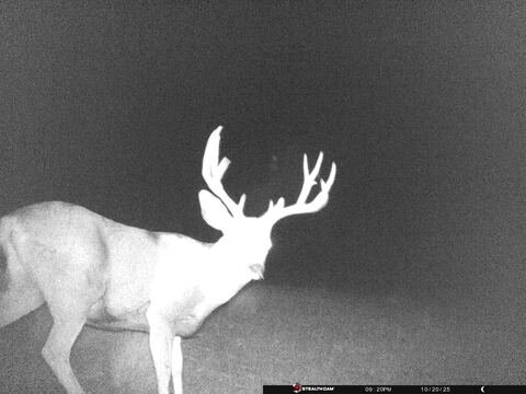 Trail camera frame taken 20 October 2025 at 21:20