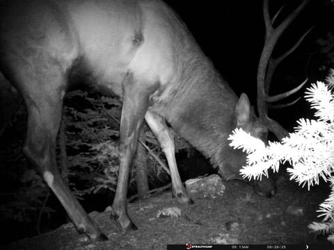 Trail camera frame taken 26 September 2025 at 05:13