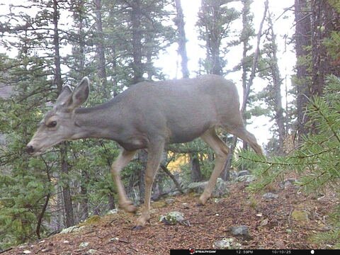Trail camera frame taken 10 October 2025 at 12:59